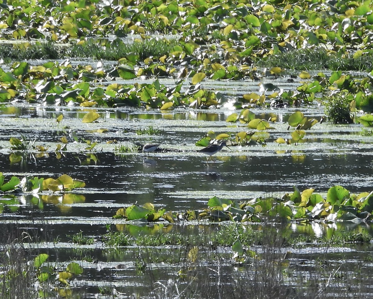 Greater Yellowlegs - ML641395391