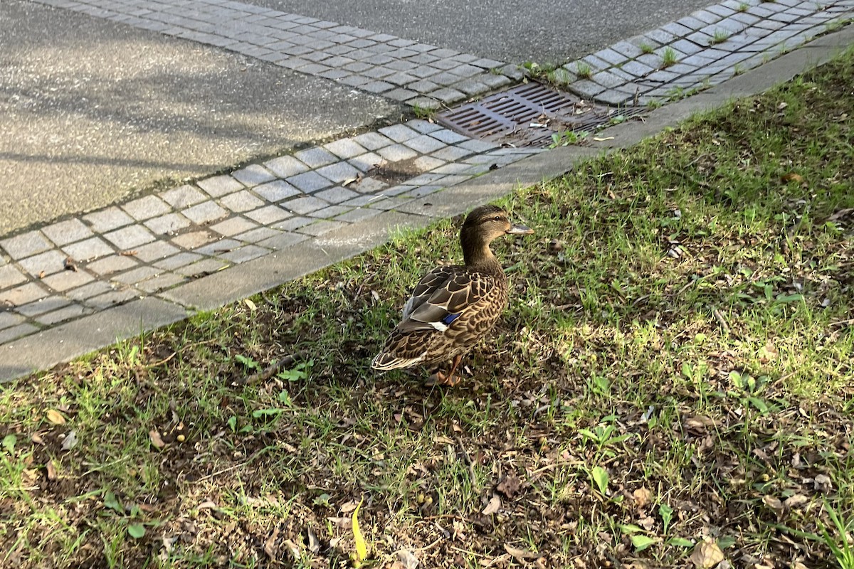 Mallard - ML641395420