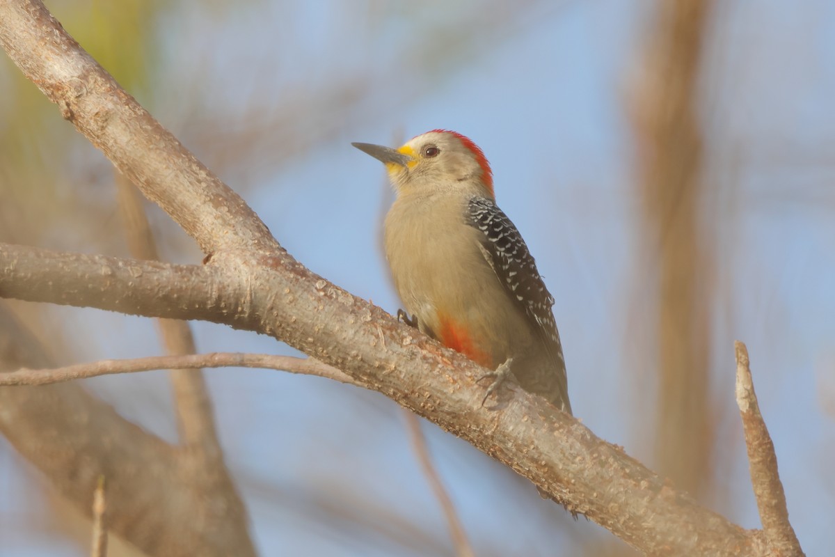 Yucatan Woodpecker - ML641395421