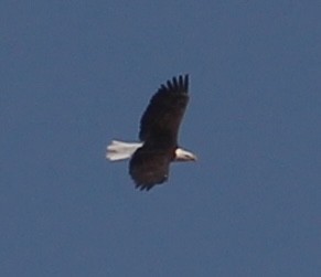 Bald Eagle - ML641395422