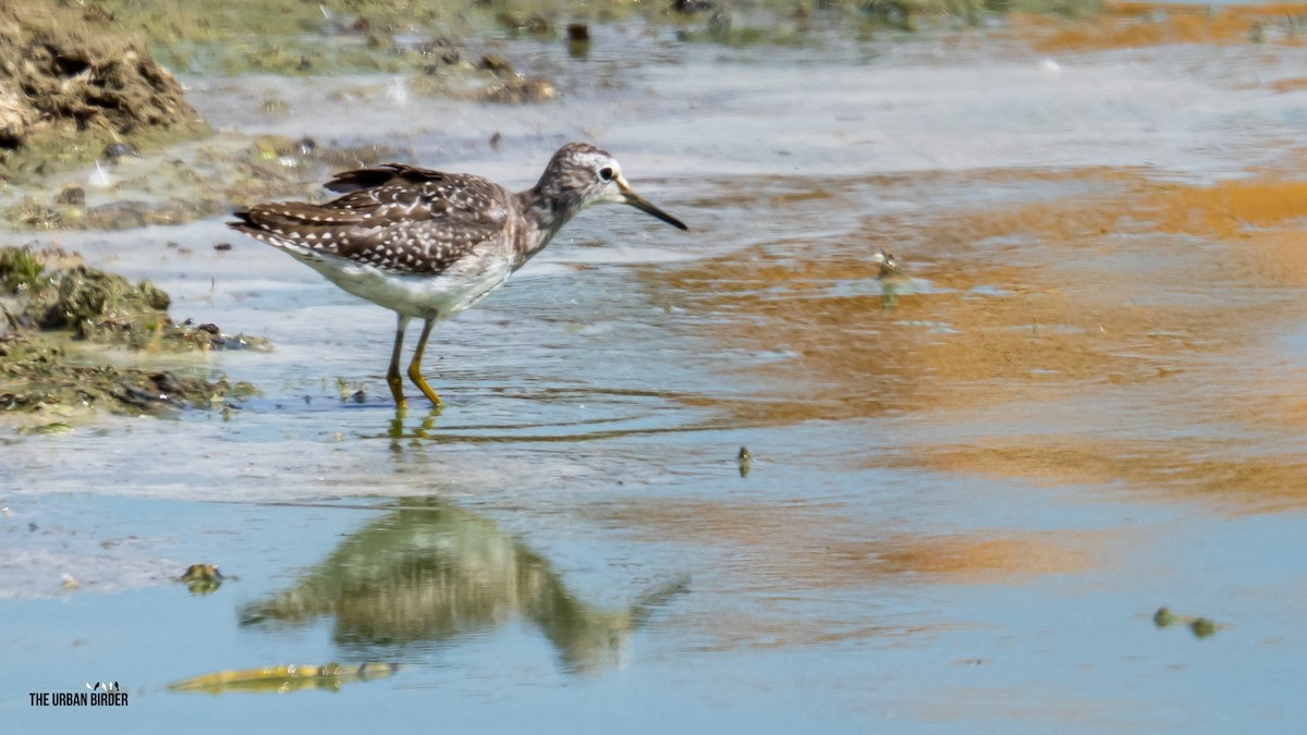 Wood Sandpiper - ML641395429