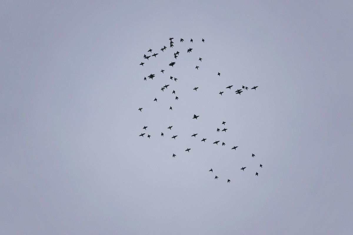 Barred Parakeet - ML641395436