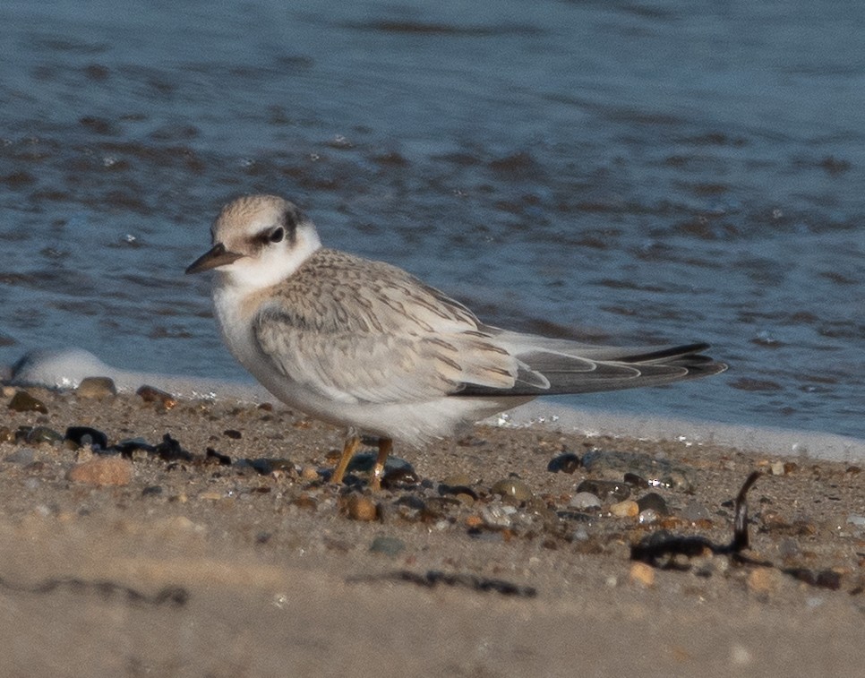 Least Tern - ML641395441