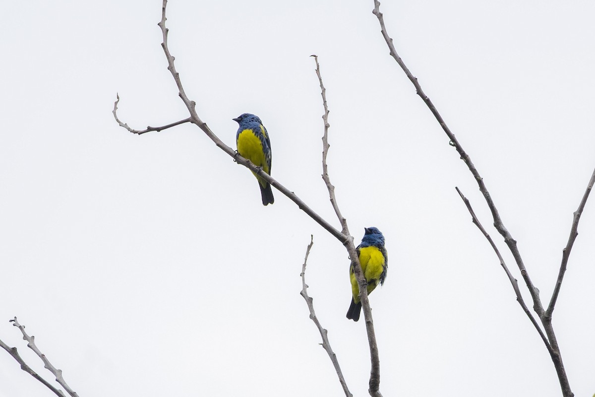 Turquoise Tanager - ML641395451