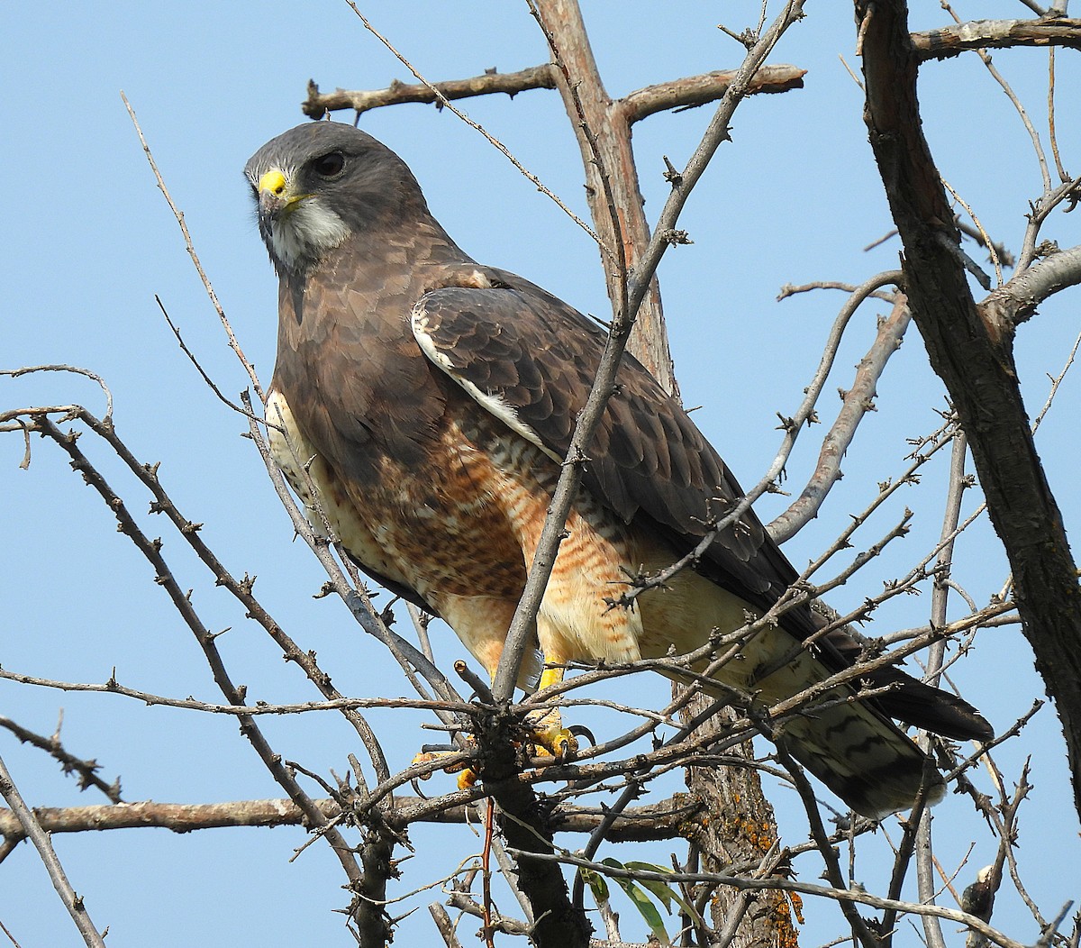 Swainson's Hawk - ML641395471