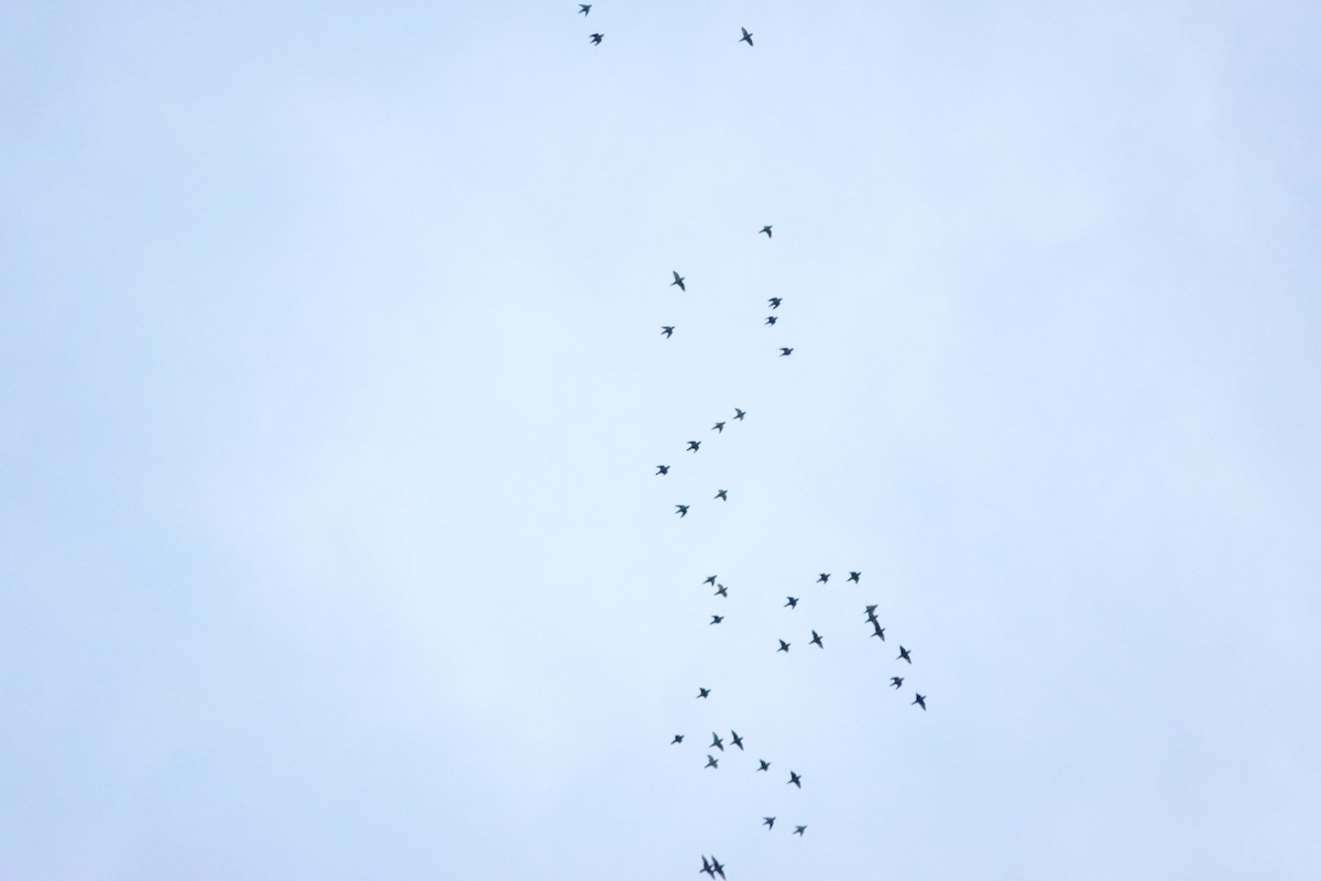 Barred Parakeet - ML641395481