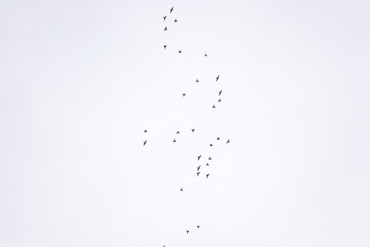 Barred Parakeet - ML641395498