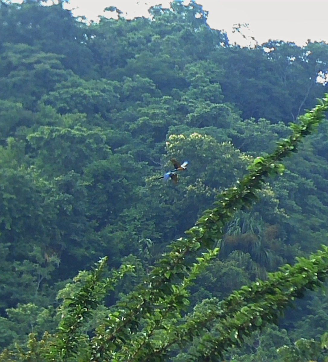 Blue-and-yellow Macaw - ML641395501