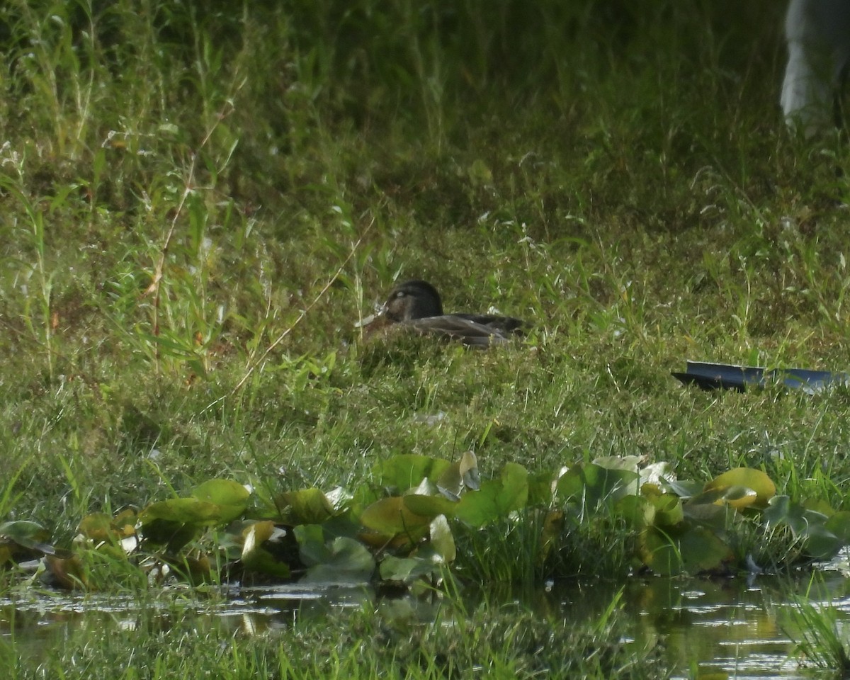 American Black Duck - ML641395508