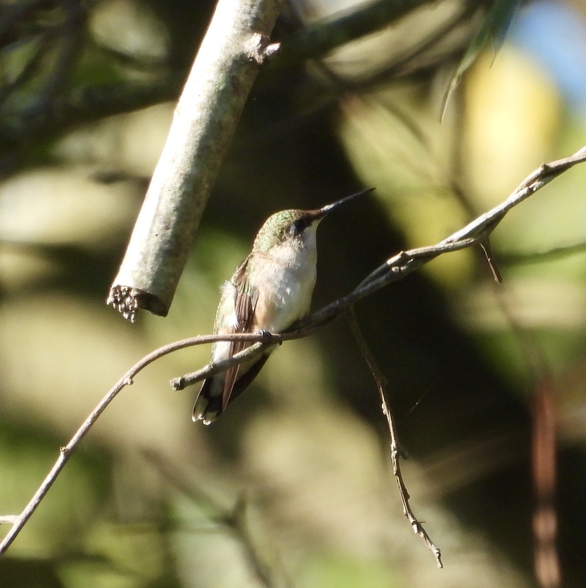 Ruby-throated Hummingbird - ML641395531