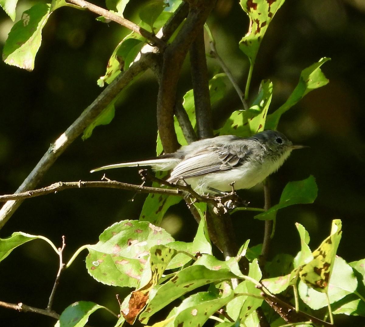Blue-gray Gnatcatcher - ML641395539