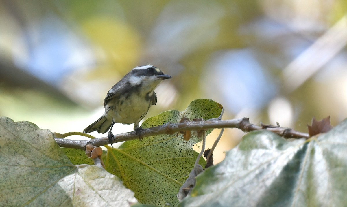 Black-throated Gray Warbler - ML641395540