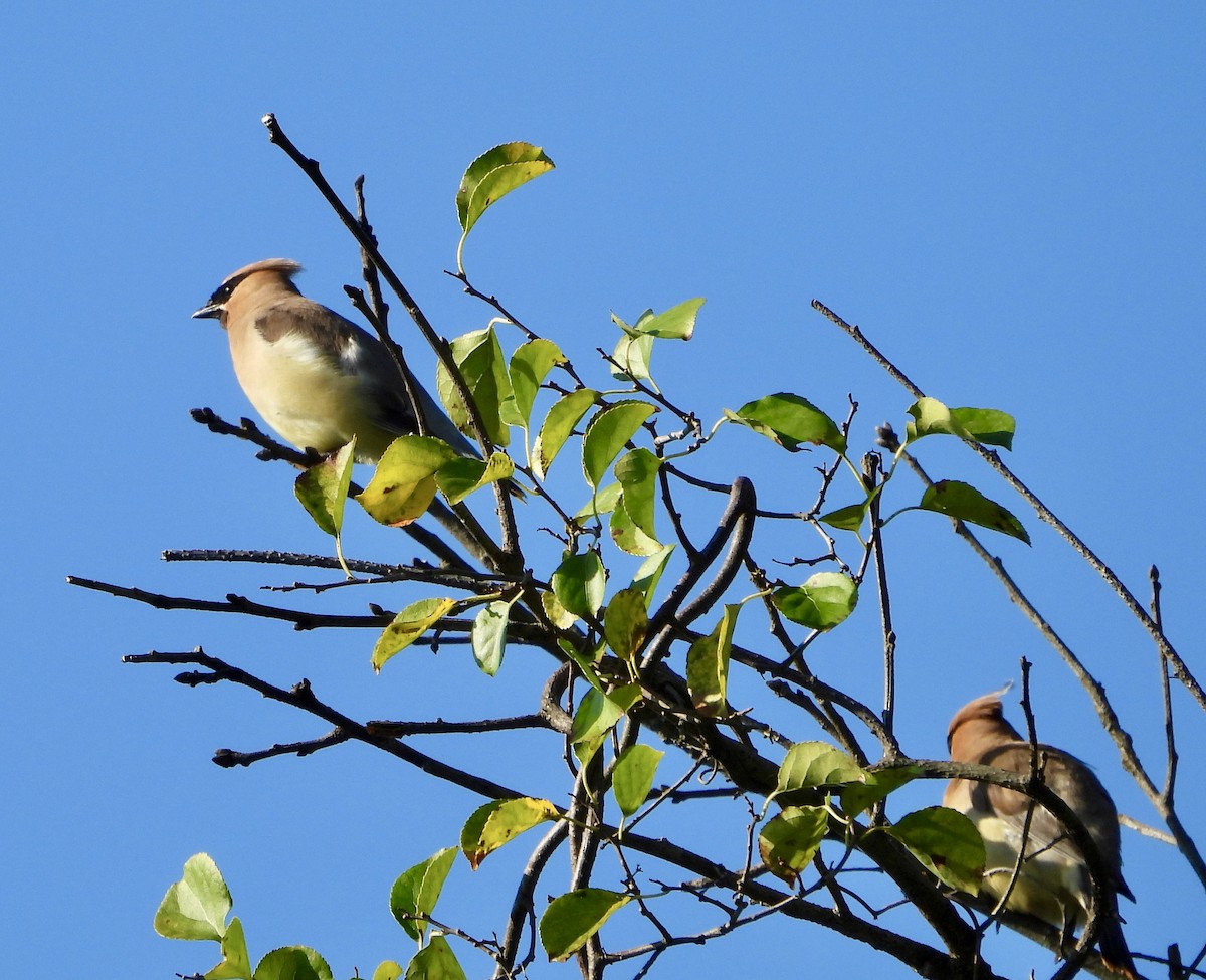 Cedar Waxwing - ML641395542
