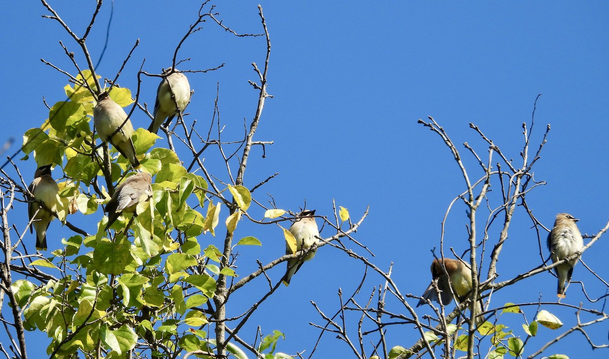 Cedar Waxwing - ML641395543