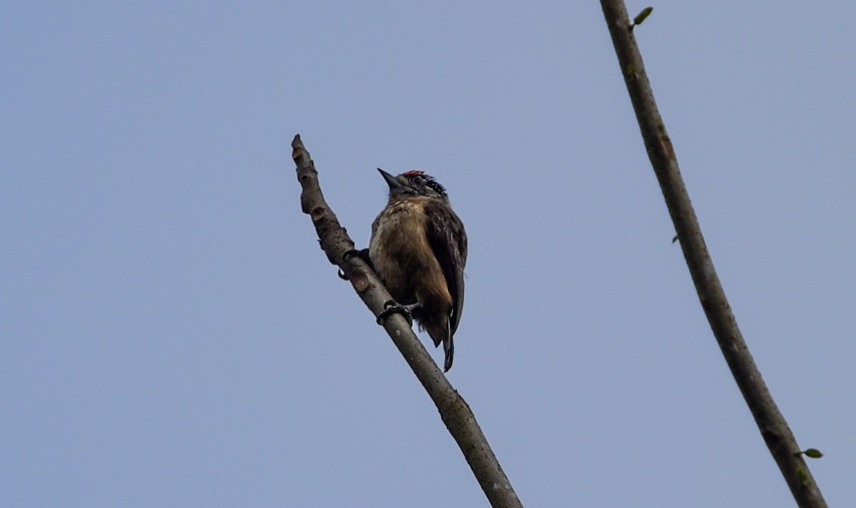 Ochraceous Piculet - ML641395558