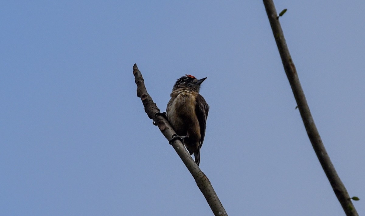 Ochraceous Piculet - ML641395559