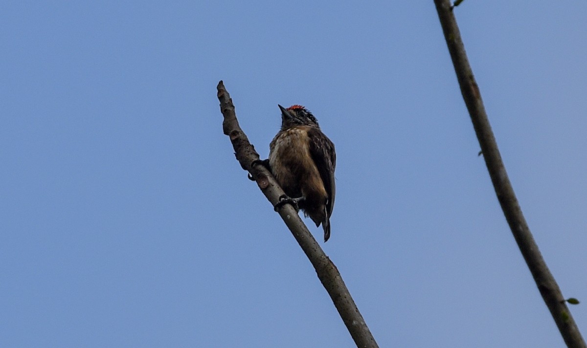 Ochraceous Piculet - ML641395560