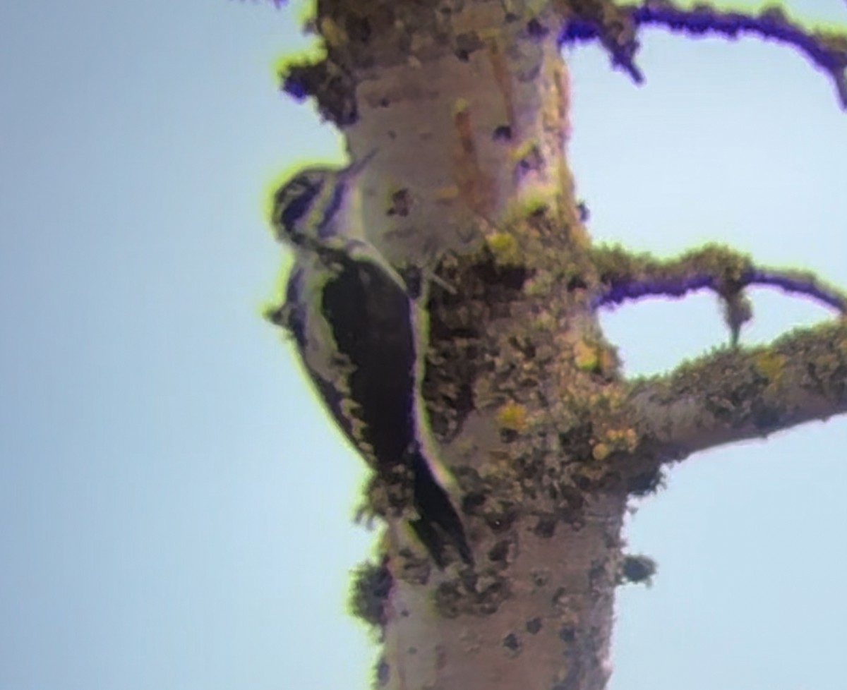 American Three-toed Woodpecker (Rocky Mts.) - ML641395571