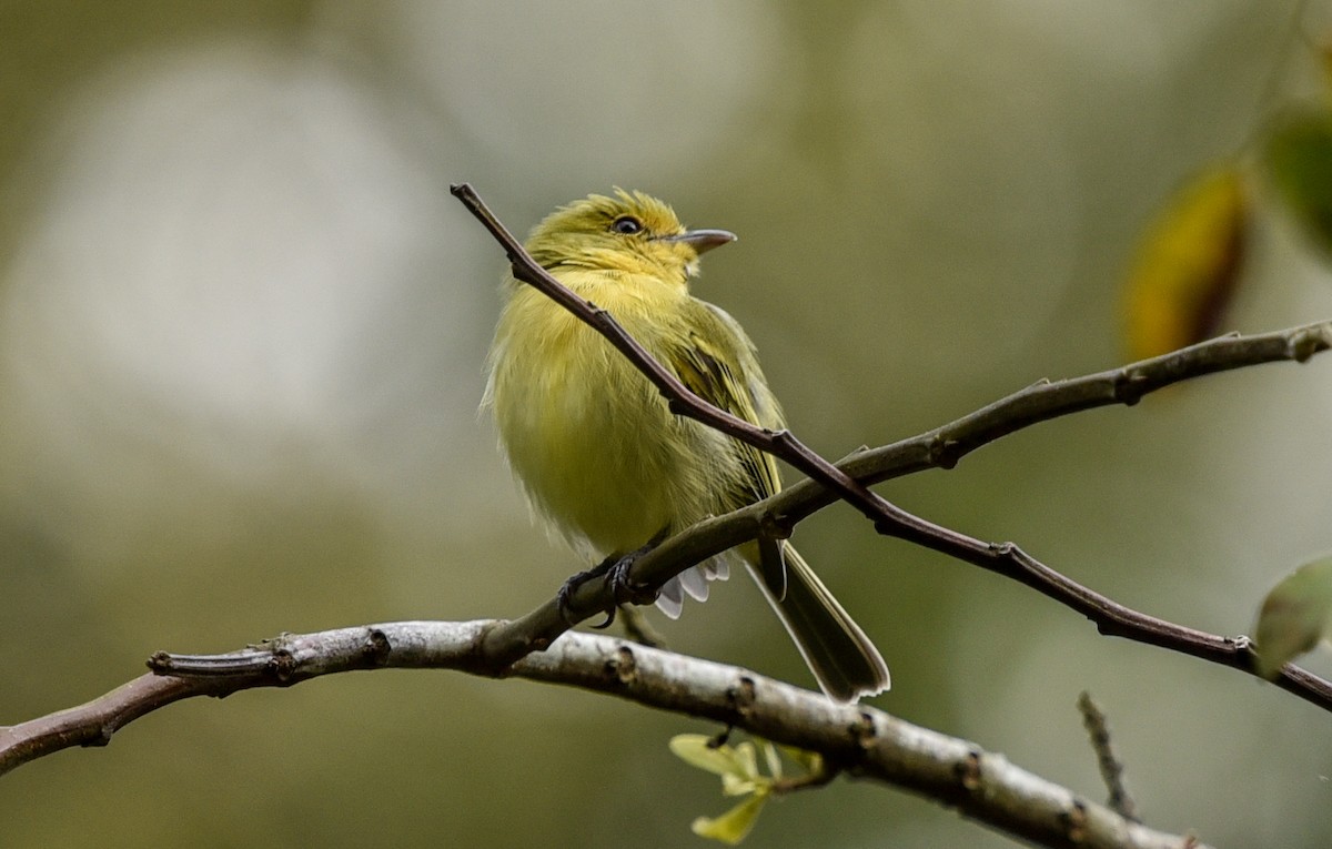 Ochre-lored Flatbill - ML641395580