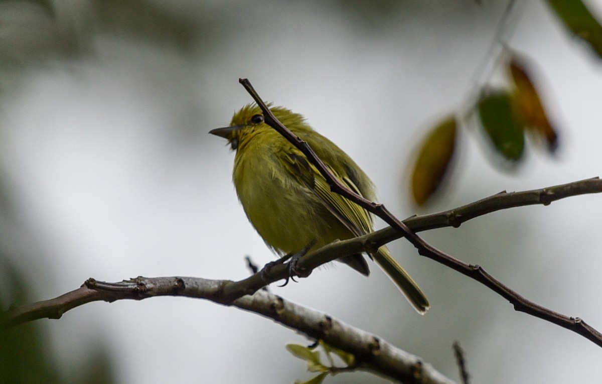 Ochre-lored Flatbill - ML641395581