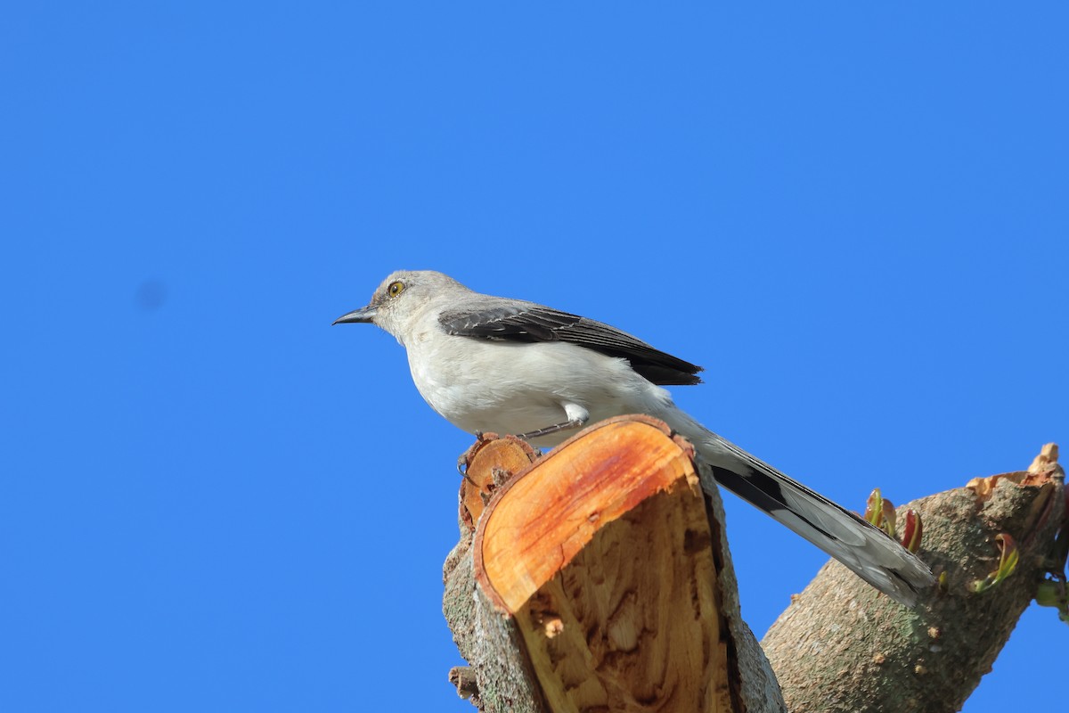 Tropical Mockingbird - ML641395589