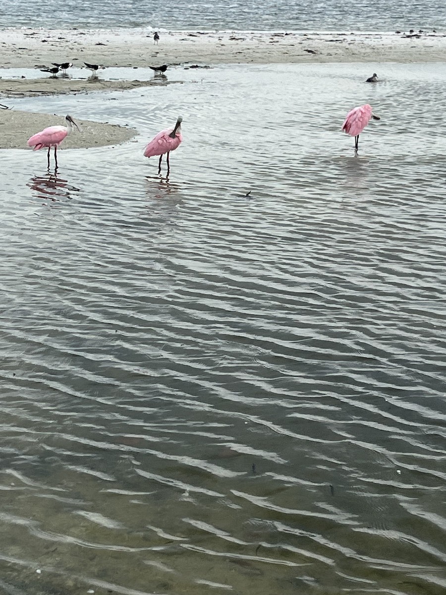 Roseate Spoonbill - ML641395596