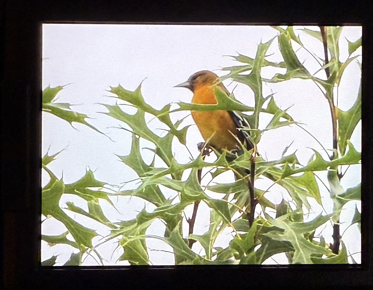 Turpial de Baltimore - ML641395628