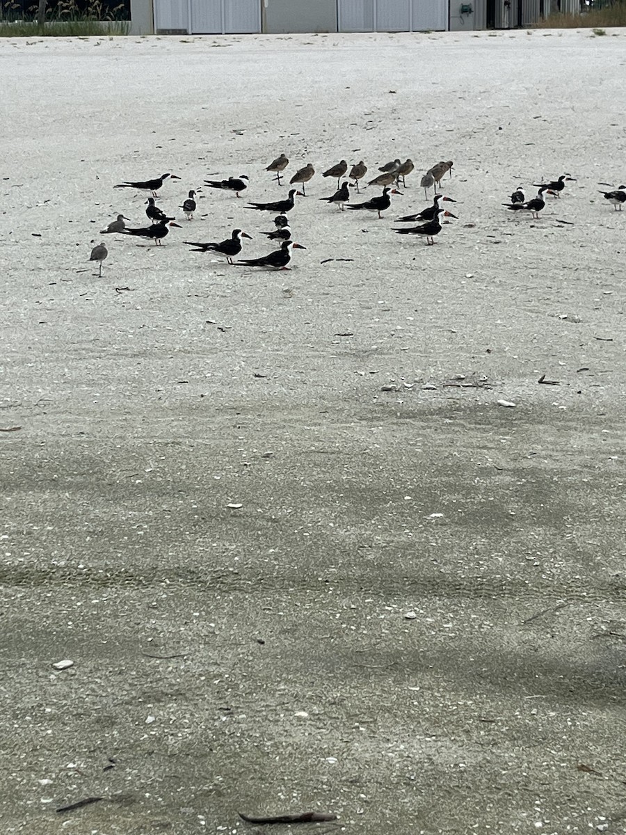 Black Skimmer - ML641395640