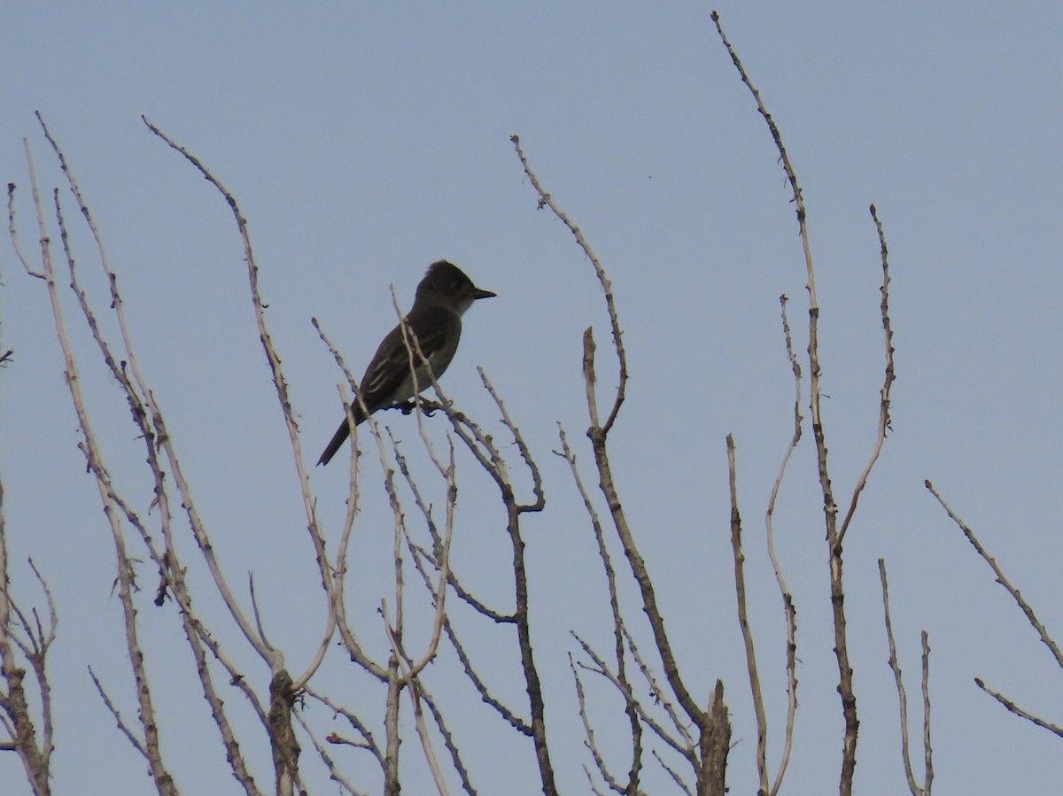 Olive-sided Flycatcher - ML641395643