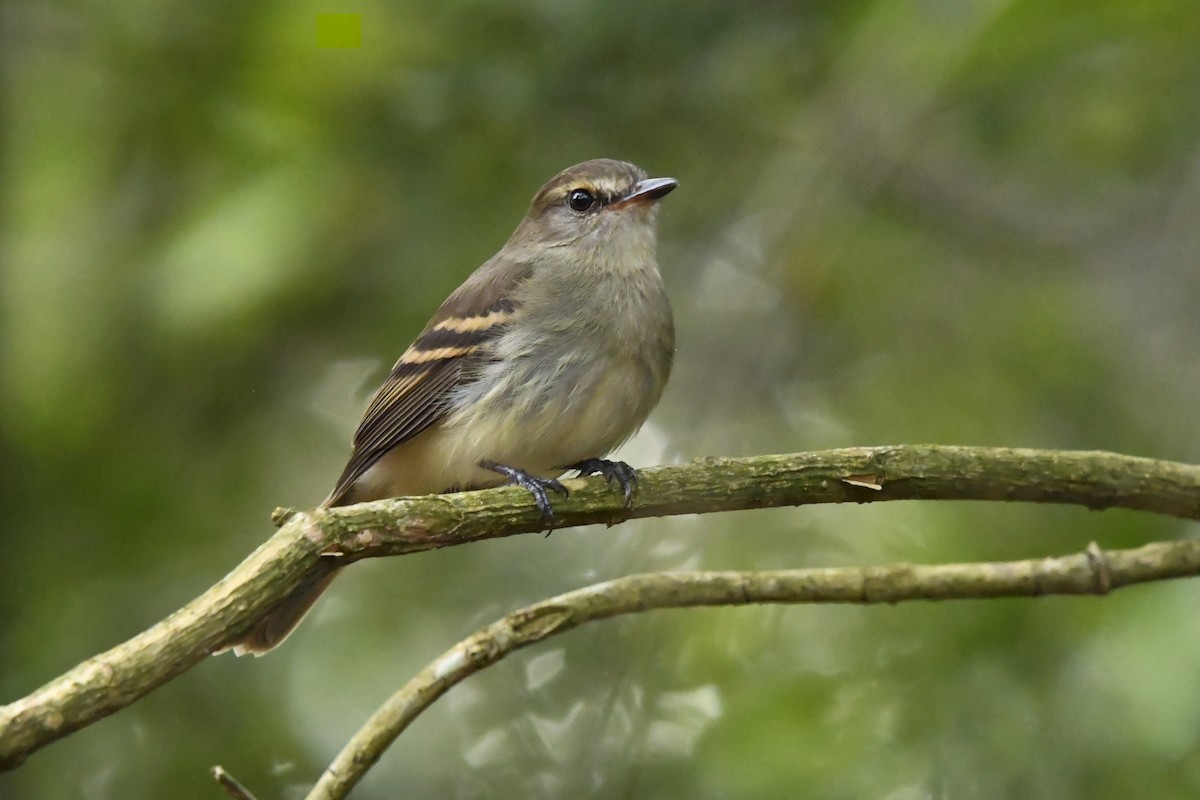 Fuscous Flycatcher - ML641395645