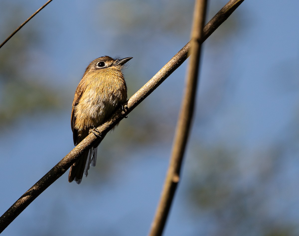 Rusty-breasted Nunlet - ML641395660