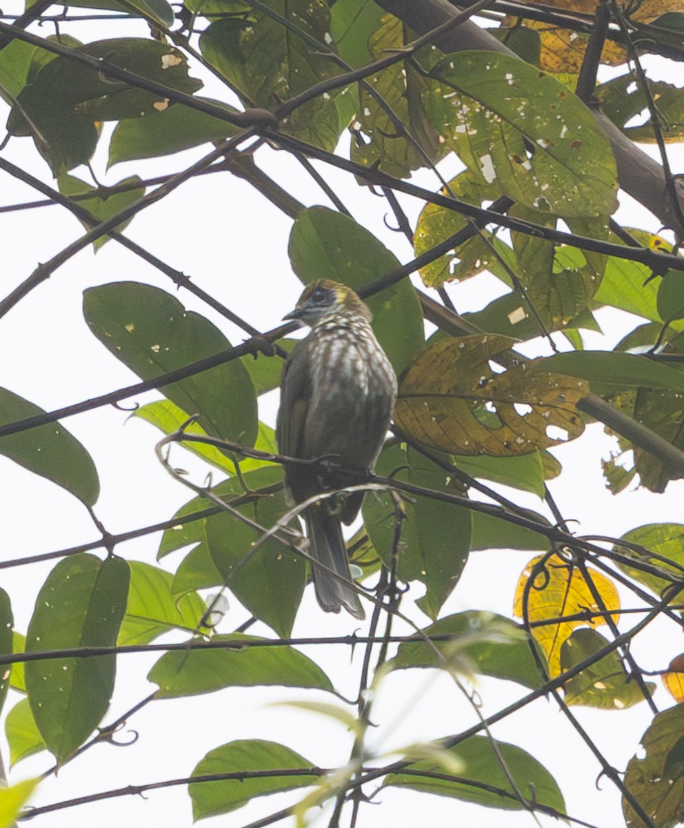 Spot-necked Bulbul - ML641395684