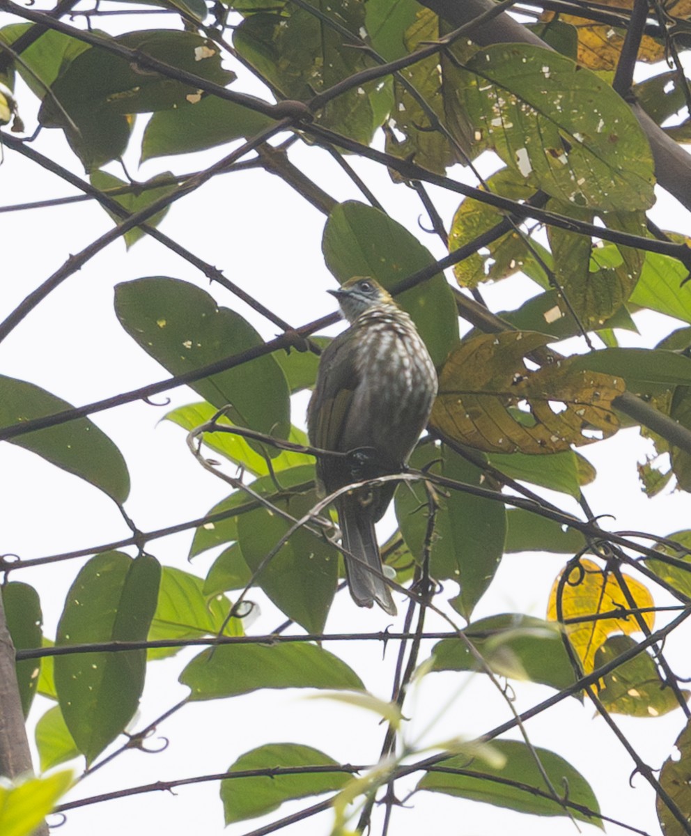 Spot-necked Bulbul - ML641395685