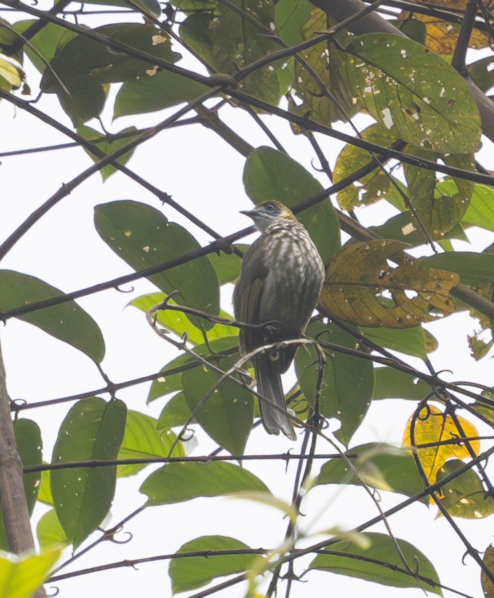 Spot-necked Bulbul - ML641395686