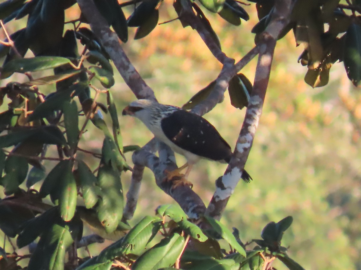 Black-faced Hawk - ML641395693