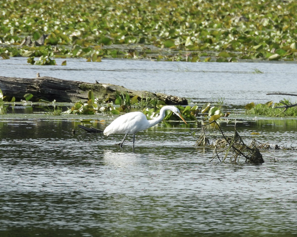 Great Egret - ML641395694