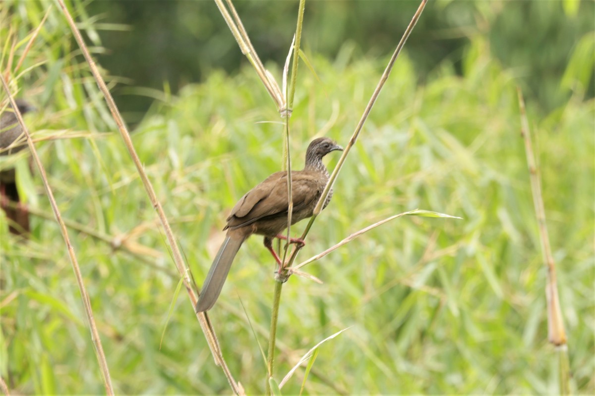 Speckled Chachalaca (Speckled) - ML641395700