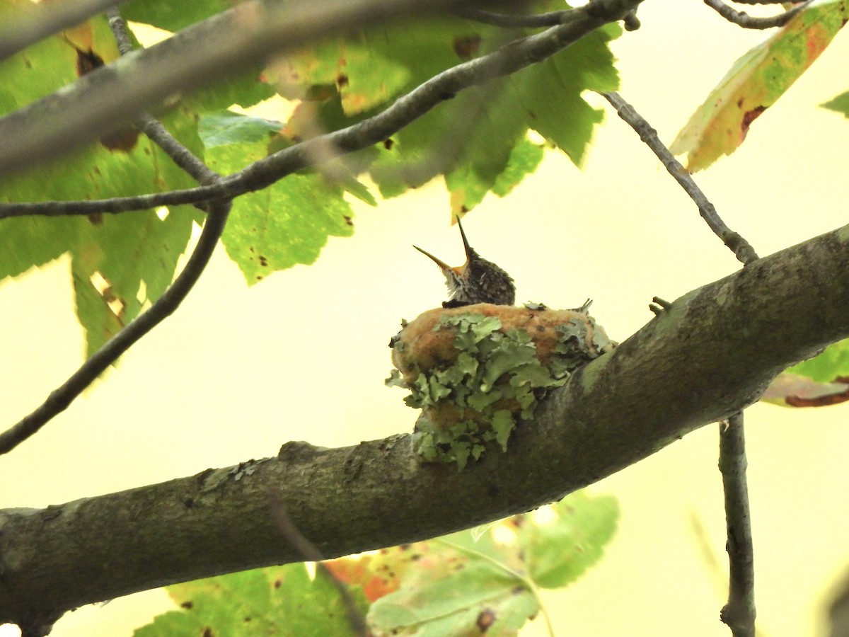 Yakut Boğazlı Kolibri - ML641395766