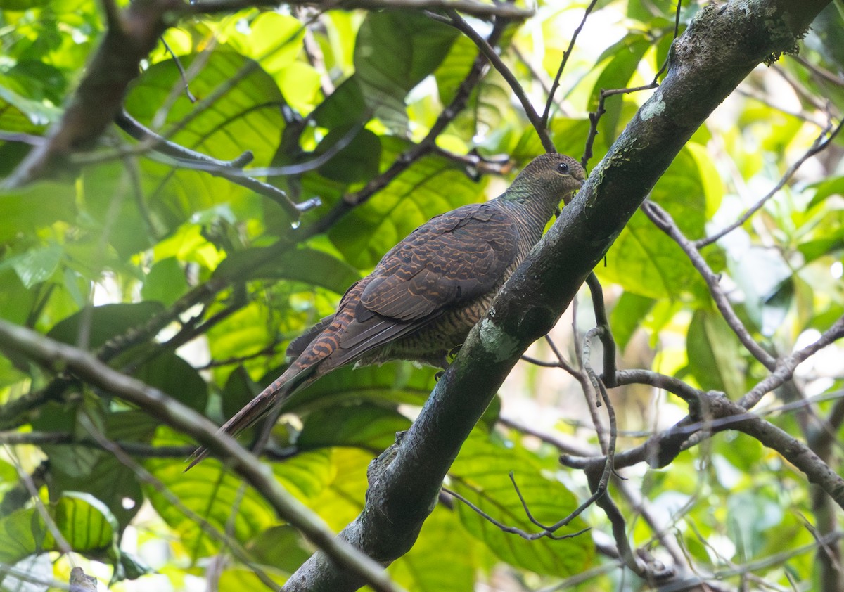 Barred Cuckoo-Dove - ML641395781