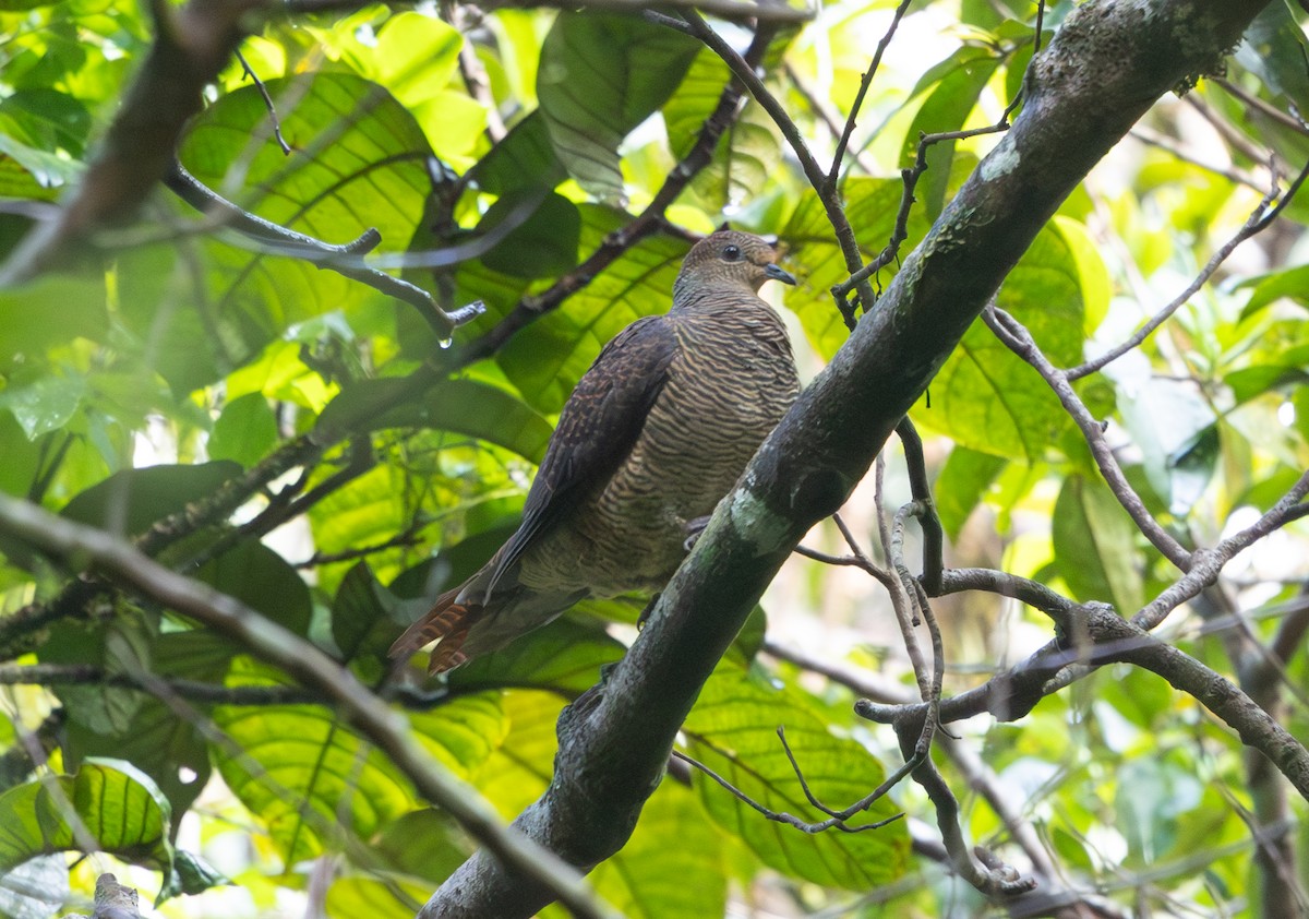 Barred Cuckoo-Dove - ML641395782