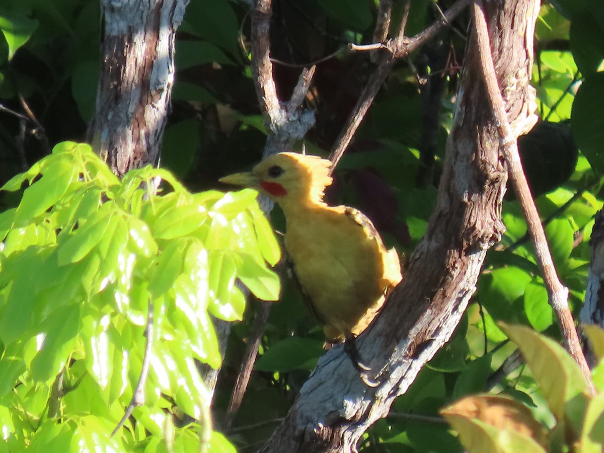 Cream-colored Woodpecker - ML641395832