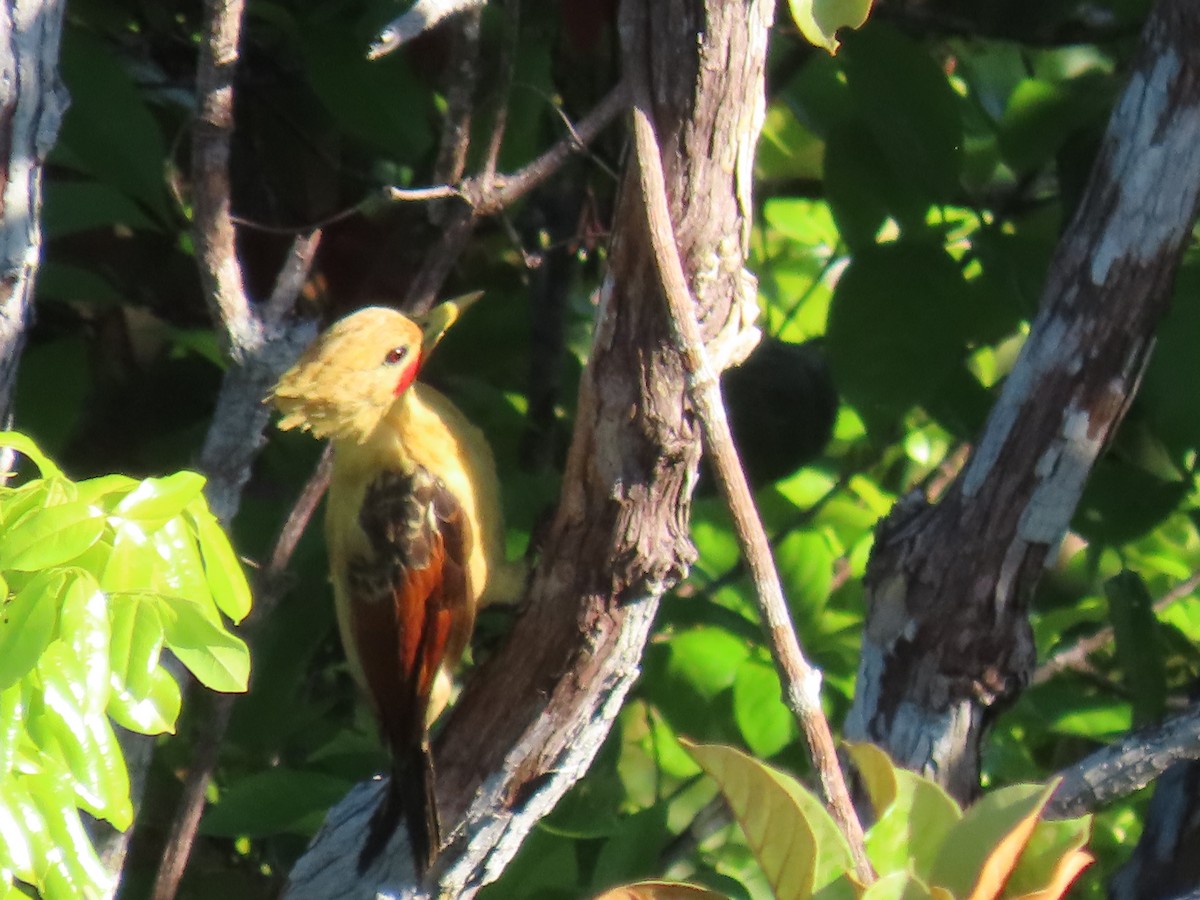 Cream-colored Woodpecker - ML641395846