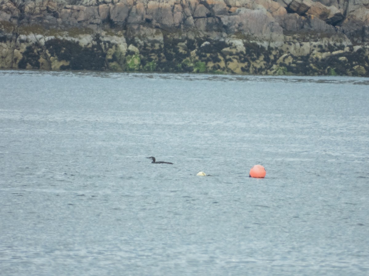 Plongeon huard - ML641395884