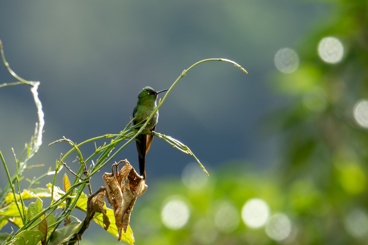 Long-tailed Sylph - ML641395897