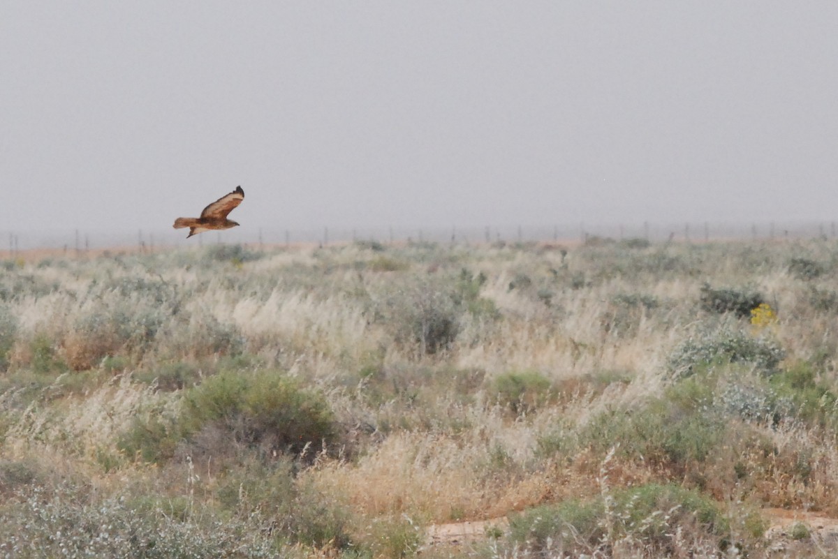Western Marsh Harrier - ML641395923
