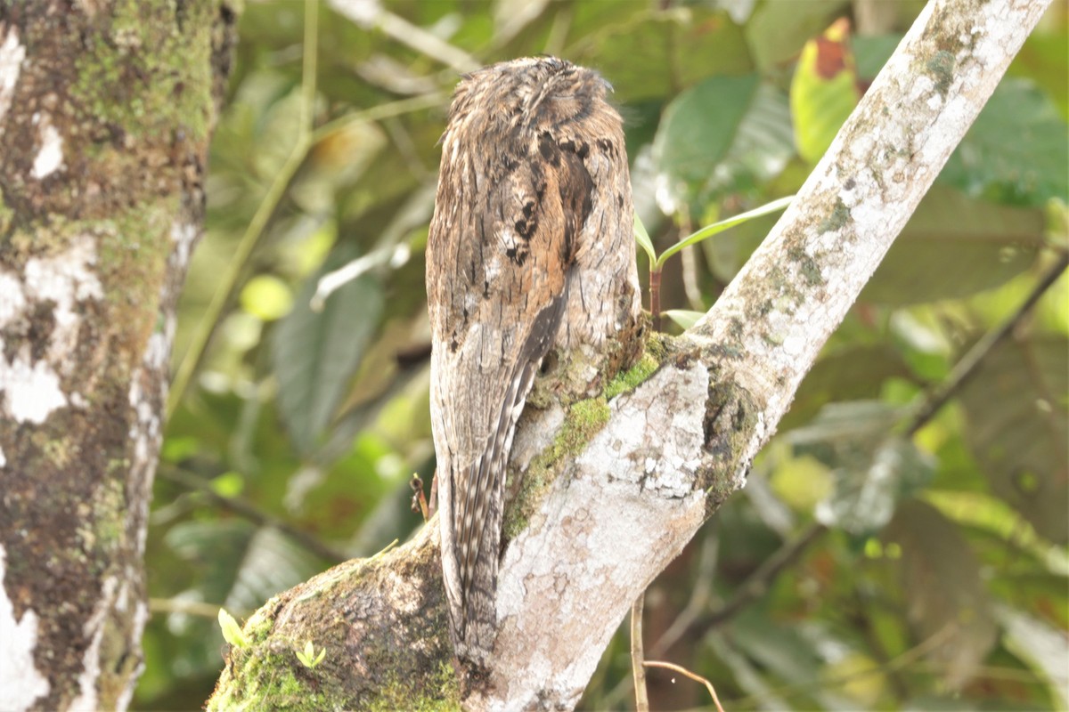 Common Potoo - ML641395925