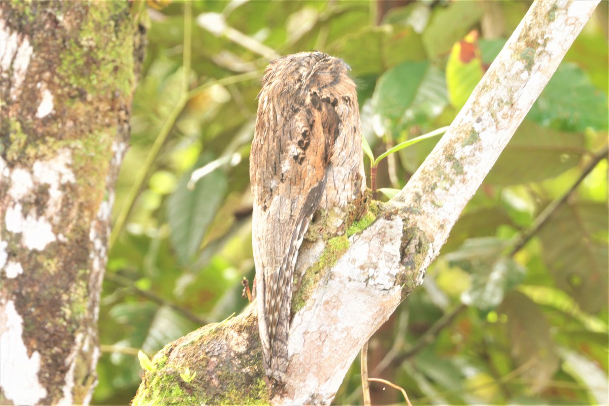 Common Potoo - ML641395926