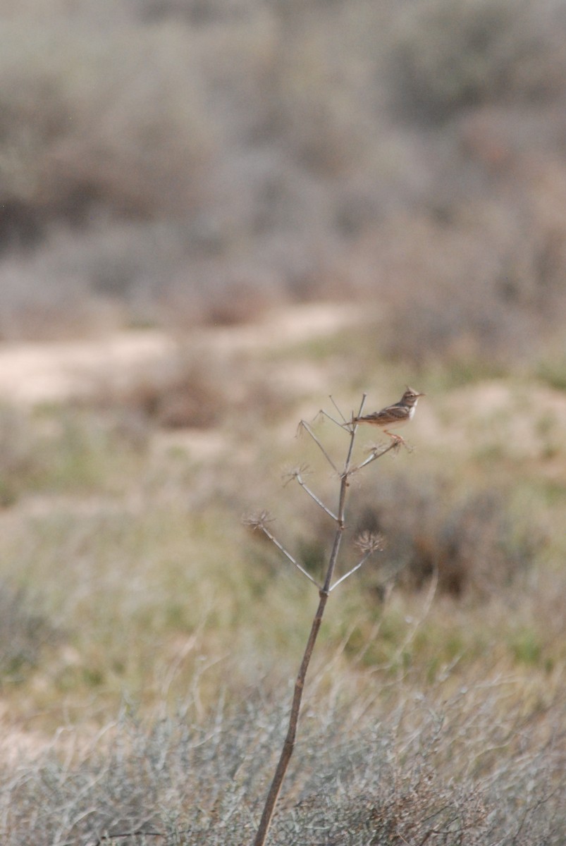 Crested Lark - ML641395934