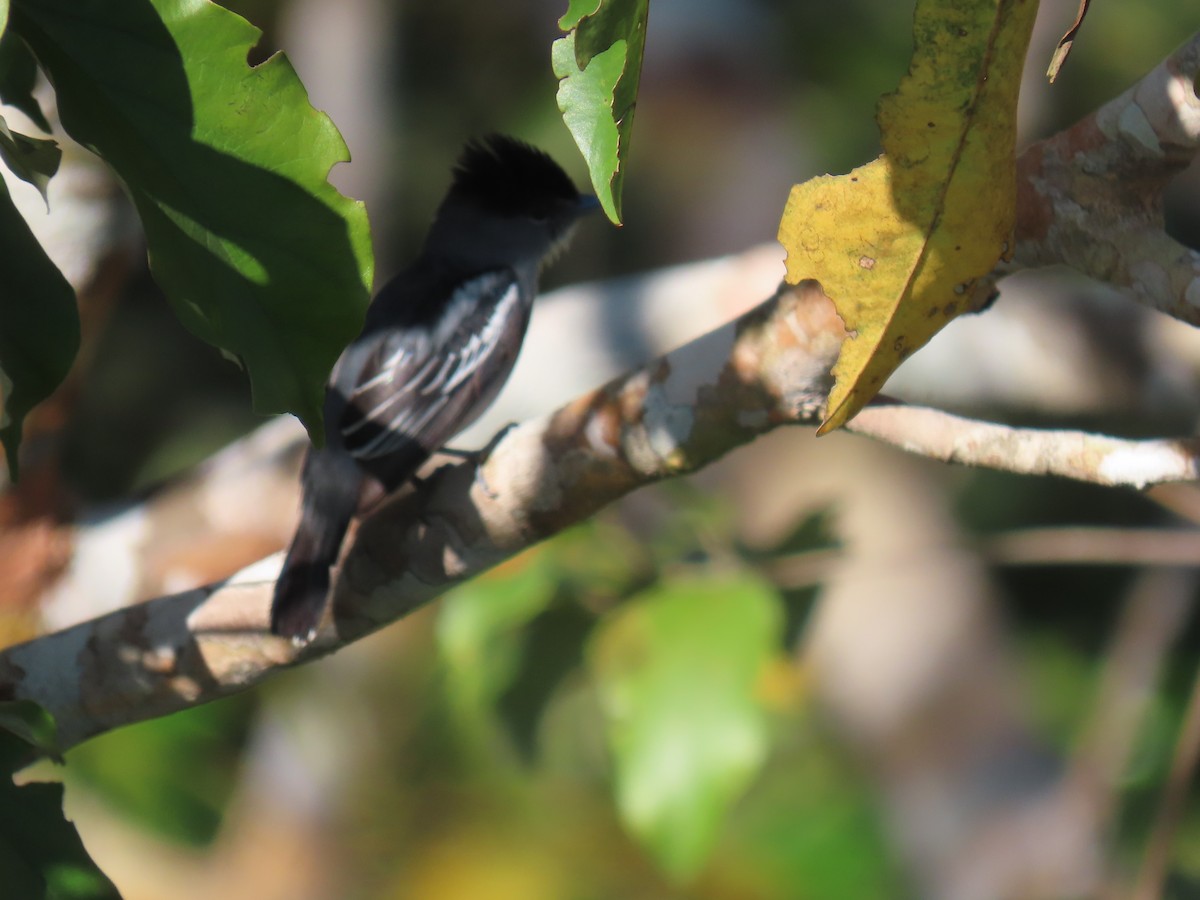 Black-capped Becard - ML641395941