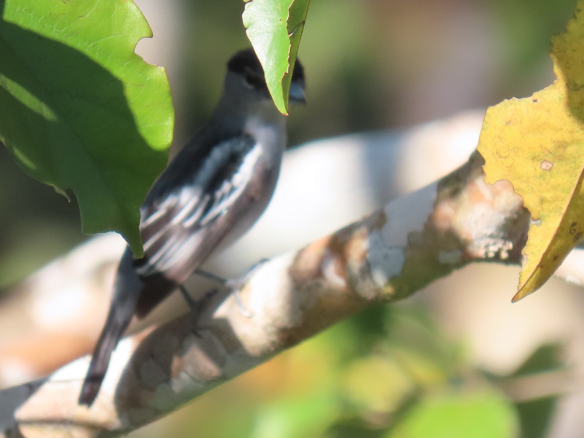 Black-capped Becard - ML641395948